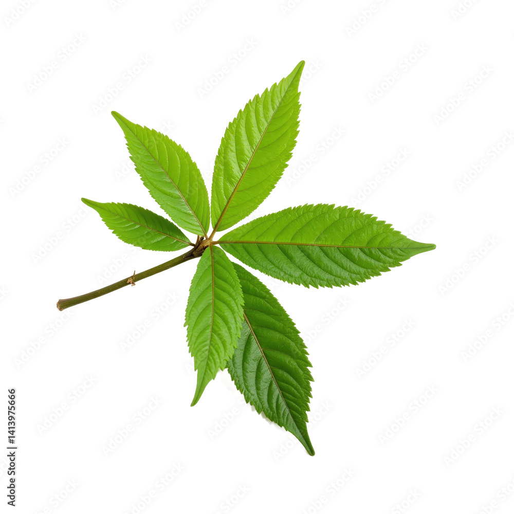 A vibrant green leaf with serrated edges and a central stem, isolated on a transparent background. A vibrant green leaf with serrated edges and a central stem, isolated on a transparent background.