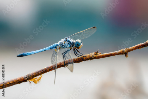 dragonfly on twig