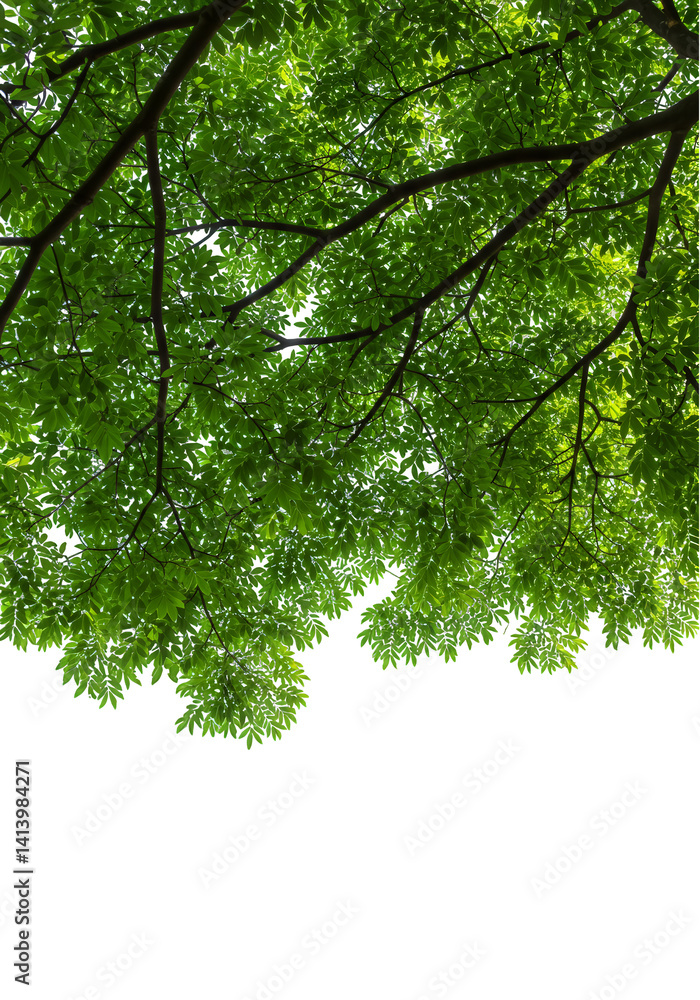 Fototapeta premium Green lush tree canopy background