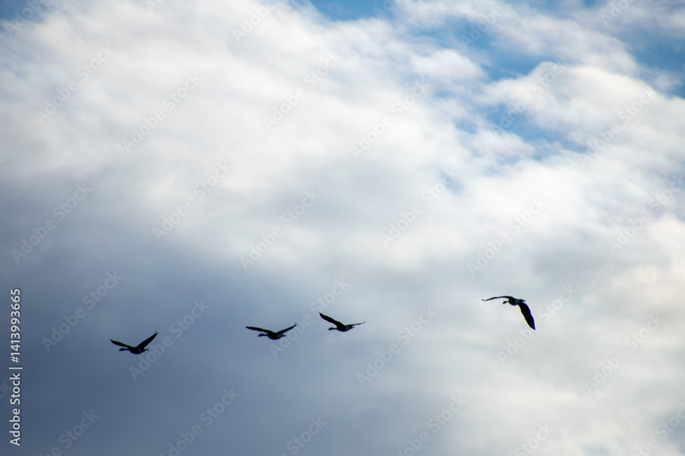 Obraz premium Geese Migrating int Early Spring North Dakota