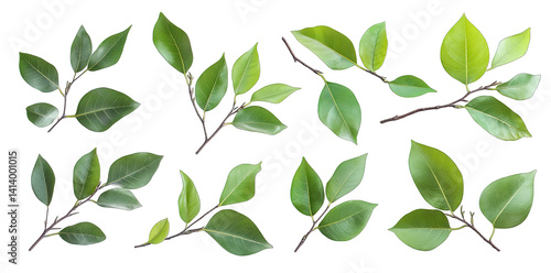 various green leaves and branches arranged in a visually appealing manner showcasing the diversity of plant life. for educational or decorative purposes
