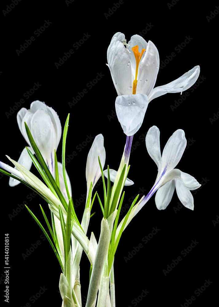 White Crocus Blooms Against Stark Black, Dew-Kissed and Delicate