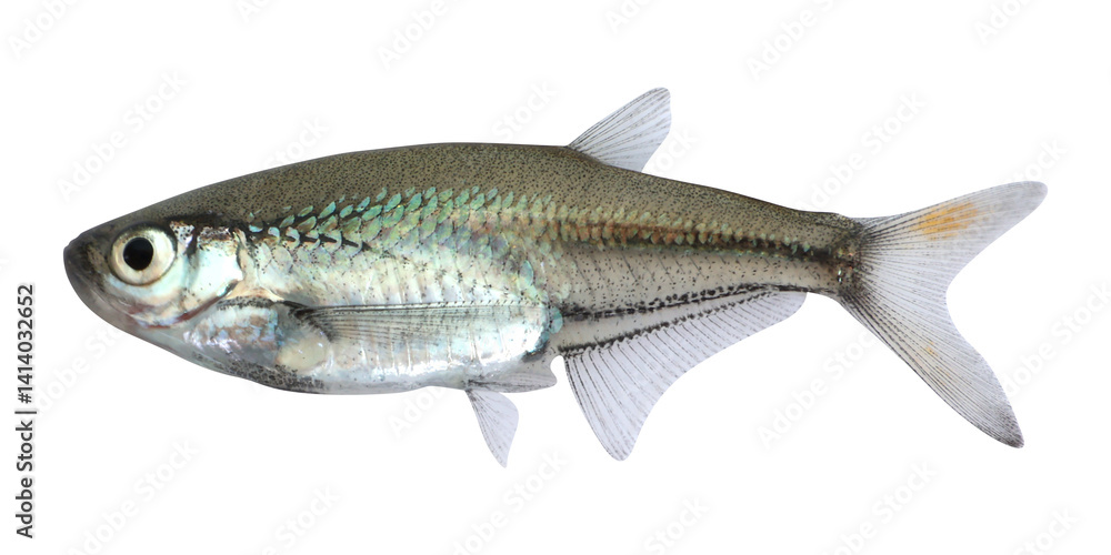 Glass barb fish (Parachela hypophthalmus) on transparent background Glass barb fish (Parachela hypophthalmus) on transparent background