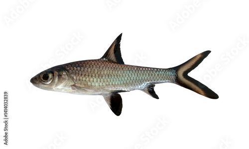 Slika na platnu Bala shark fish (Balantiocheilos melanopterus) on transparent background