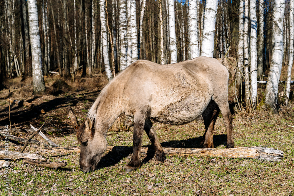 Rebred Tarpan Horses Running Wild in the Naliboki Forest Rebred Tarpan Horses Running Wild in the Naliboki Forest