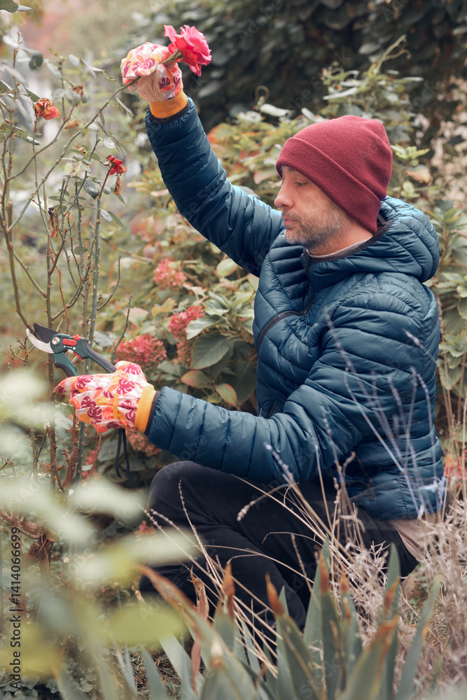 Gardener using pruning shears, taking care of roses, plants and other flowers.