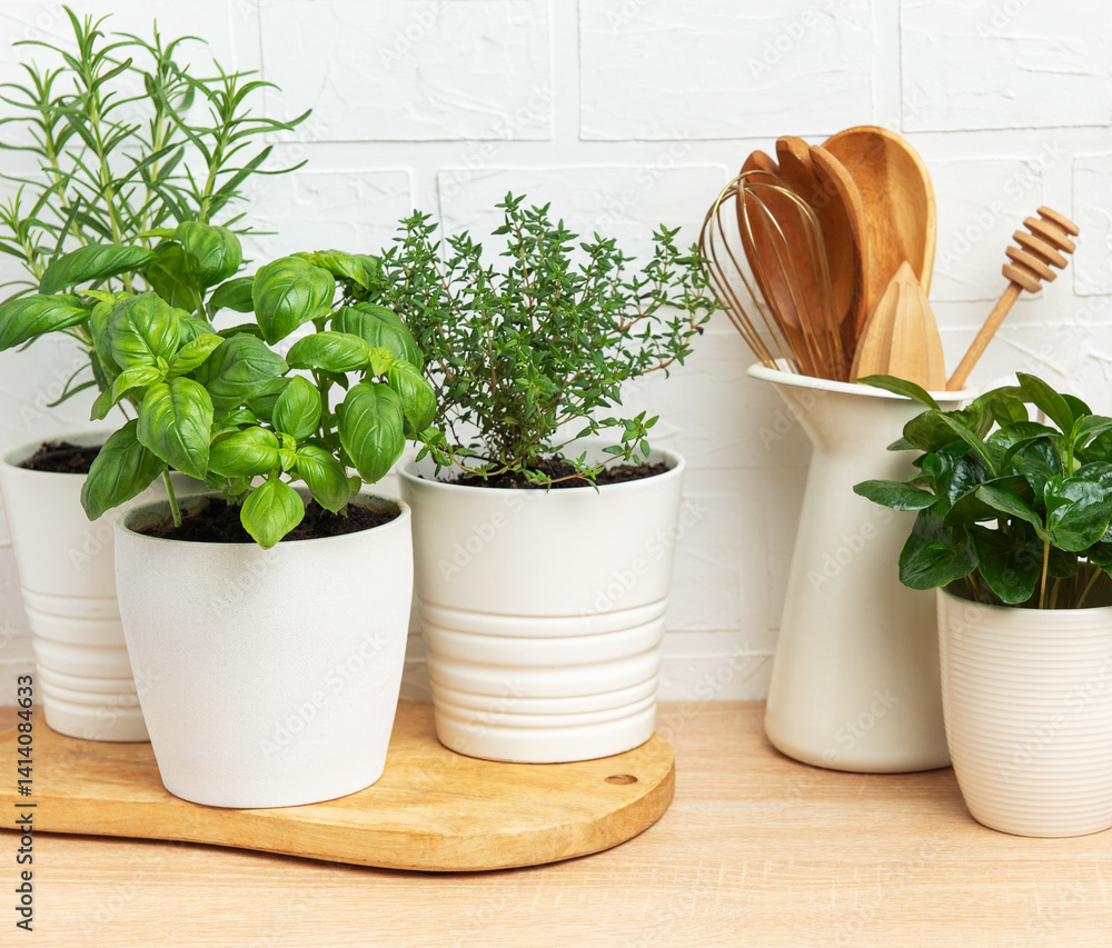 Fresh herbs growing in pots on kitchen countertop