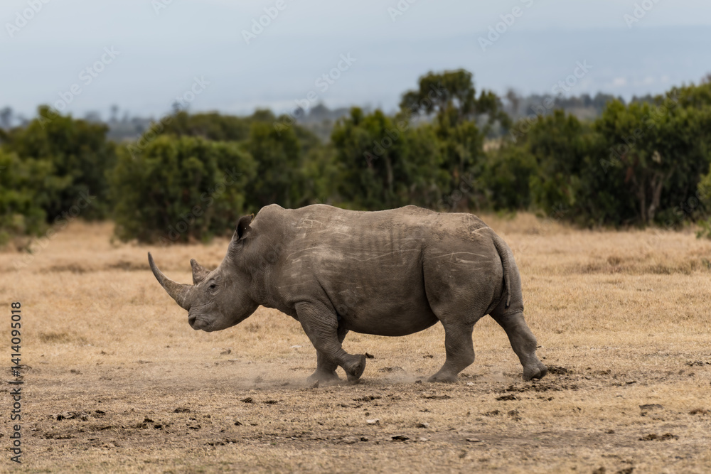 White Rhinoceros Ceratotherium simum Square-lipped Rhinoceros at Khama Rhino Sanctuary Kenya Africa. White Rhinoceros Ceratotherium simum Square-lipped Rhinoceros at Khama Rhino Sanctuary Kenya Africa.