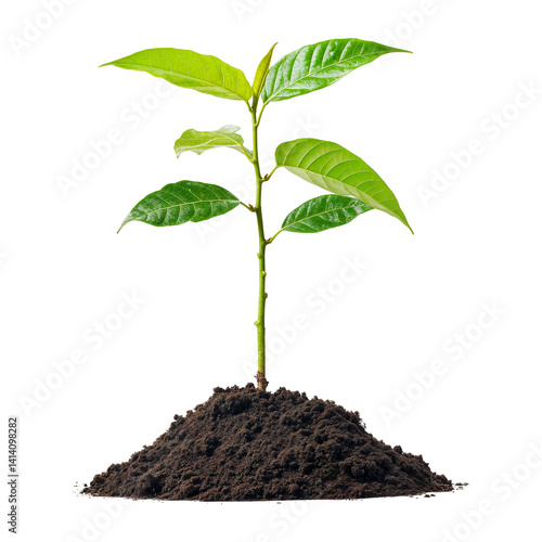 Wallpaper Mural Avocado tree seedling growing on fresh soil isolated on transparent background Torontodigital.ca