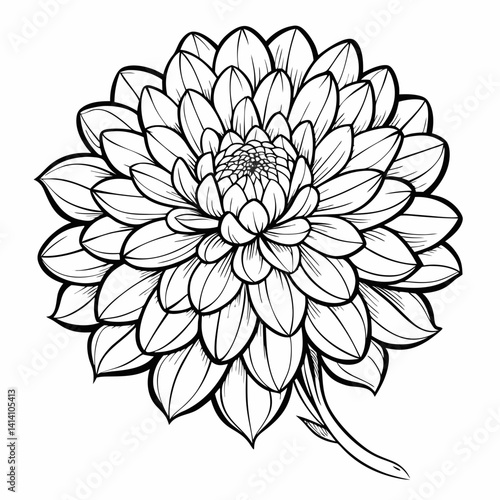 hand drawn chrysanthemum flower outline illustration 
