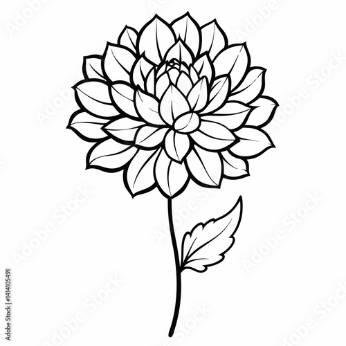 hand drawn chrysanthemum flower outline illustration 