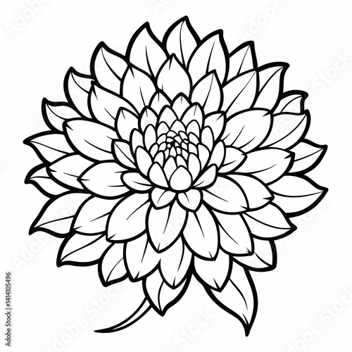 hand drawn chrysanthemum flower outline illustration 