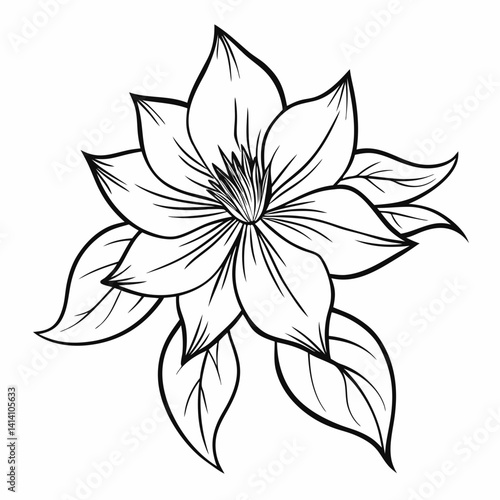 hand drawn clematis flower outline illustration 
