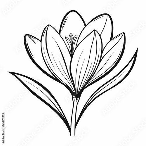 crocus hand drawn crocus flower outline illustration 