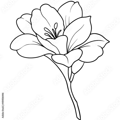 hand drawn freesia flower outline illustration 