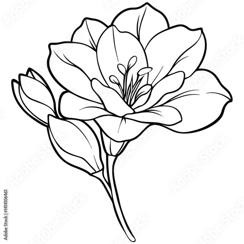 hand drawn freesia flower outline illustration 