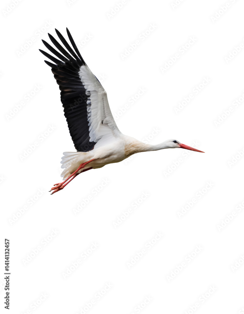 Fototapeta premium White stork soaring, black winged, transparent background, clean cutout