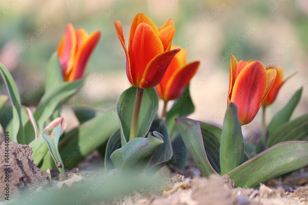 Fototapeta Orange Kaufmanniana tulip (Water-lily Tulip or Tulipa kaufmanniana) flowers in s
