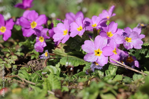 Pink flowers of Primula vulgaris or English primrose in spring garden