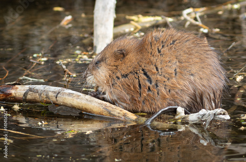 Fotografija Muskrat, Ondatra zibethicus