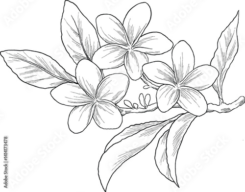 Delicate hand-drawn frangipani flower sketch, perfect for tropical or spa-inspired designs, and summer branding.
