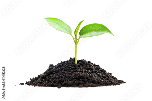 Wallpaper Mural Young seedling sprouting from fresh soil isolated on transparent background Torontodigital.ca