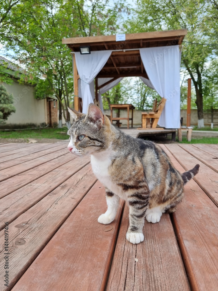 Tricolor stray cat on the street.
