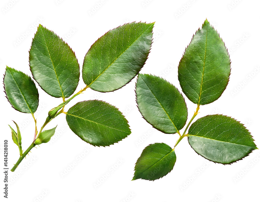 Fresh Green Leaves on a Stem, Perfect for Gardening and Floral Arrangements on transparent background Fresh Green Leaves on a Stem, Perfect for Gardening and Floral Arrangements on transparent background