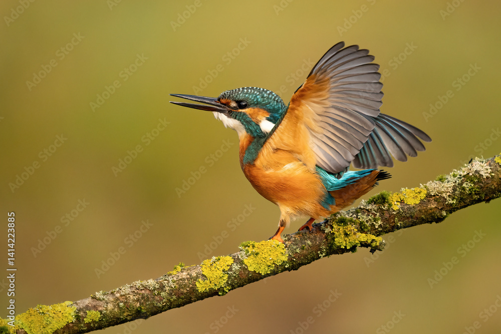Fototapeta premium Common kingfisher (Alcedo atthis) perched on a branch in soft morning light, with a natural blurred background. Wildlife photography of a colorful bird in its natural habitat.