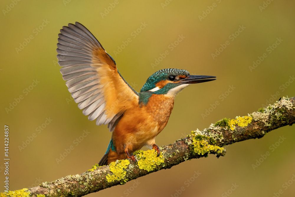 Fototapeta premium Common kingfisher (Alcedo atthis) perched on a branch in soft morning light, with a natural blurred background. Wildlife photography of a colorful bird in its natural habitat.