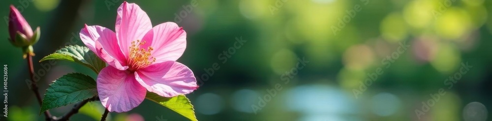 Pink blossom, water drop, garden foliage backdrop, droplet, cover Pink blossom, water drop, garden foliage backdrop, droplet, cover
