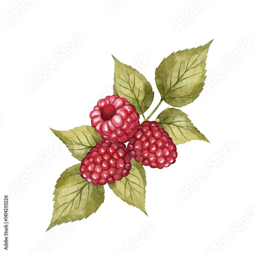 aspberry branch with leaves