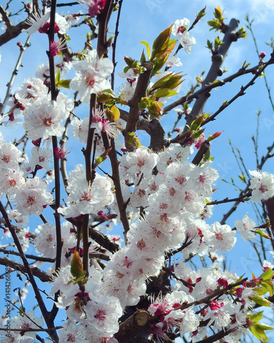 Cherry Blossom Tree in Spring, Pink White Sakura Bloom Sky, Floral Branches Nature Background, Spring Cherry Blossom Landscape