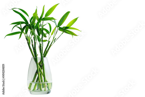 Lush green bamboo stalks in a glass vase on a minimalistic table setting isolated on transparent background