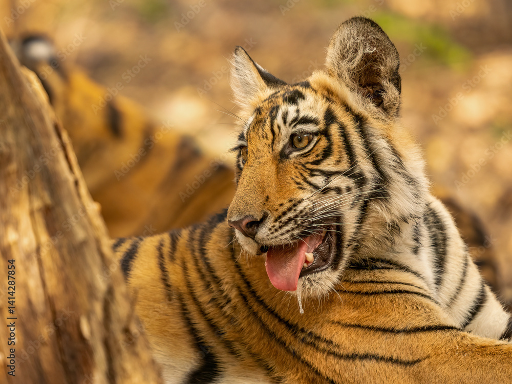 Obraz premium Young Bengal tiger in the dry forest of Ranthambhore National Park, India. Cub of famous tigress Arrowhead in its natural jungle habitat.