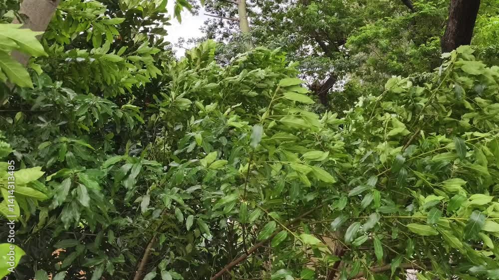 Video of green leaves moving blown by the wind Video of green leaves moving blown by the wind