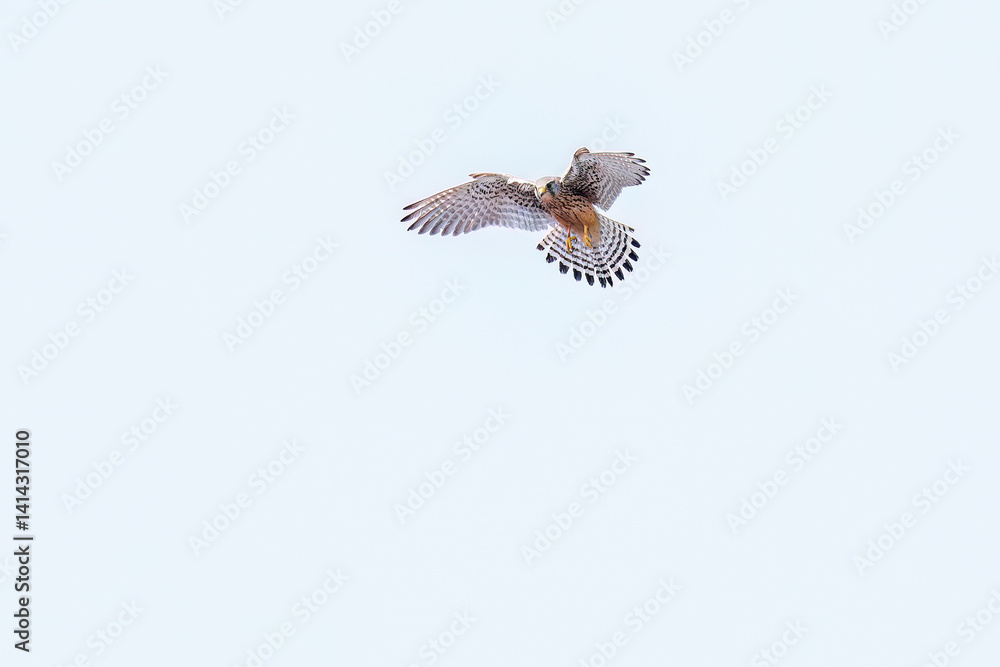 Fototapeta premium 狩りのためにホバリングする美しいチョウゲンボウ（ハヤブサ科） 英名学名：Common Kestrel (Falco tinnunculus : family comprising falcons) 栃木県栃木市渡良瀬遊水地-2025 