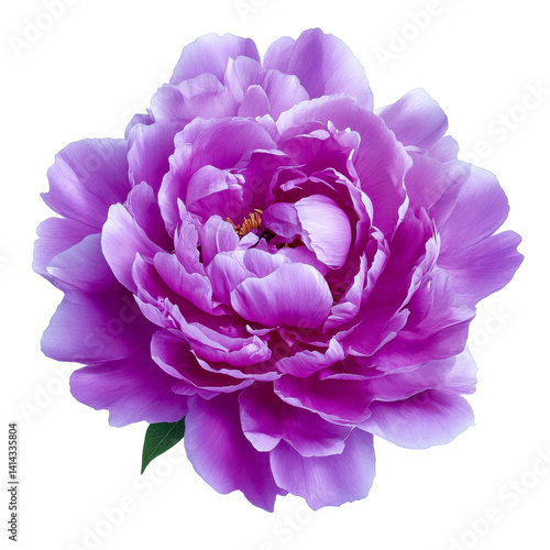 purple peony bloom - isolated on black