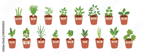 Gardening, spring, home garden and healthy eat concept. Set of potted vegetable seedlings. Vector hand drawn cliparts isolated on white.
