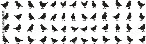 set of pigeons birds silhouette design vector illustration