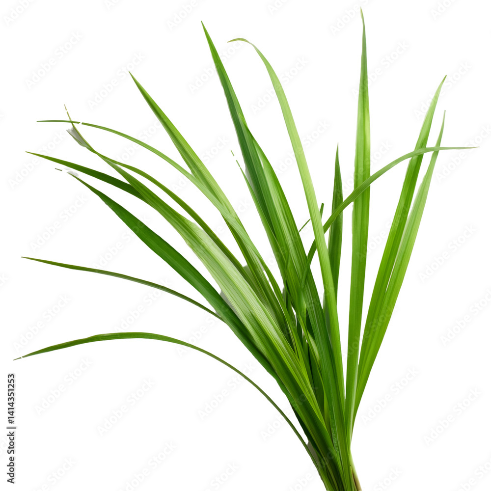 Cluster of Hakonechloa macra grass blades isolated on transparent background, ideal for compositions Cluster of Hakonechloa macra grass blades isolated on transparent background, ideal for compositions