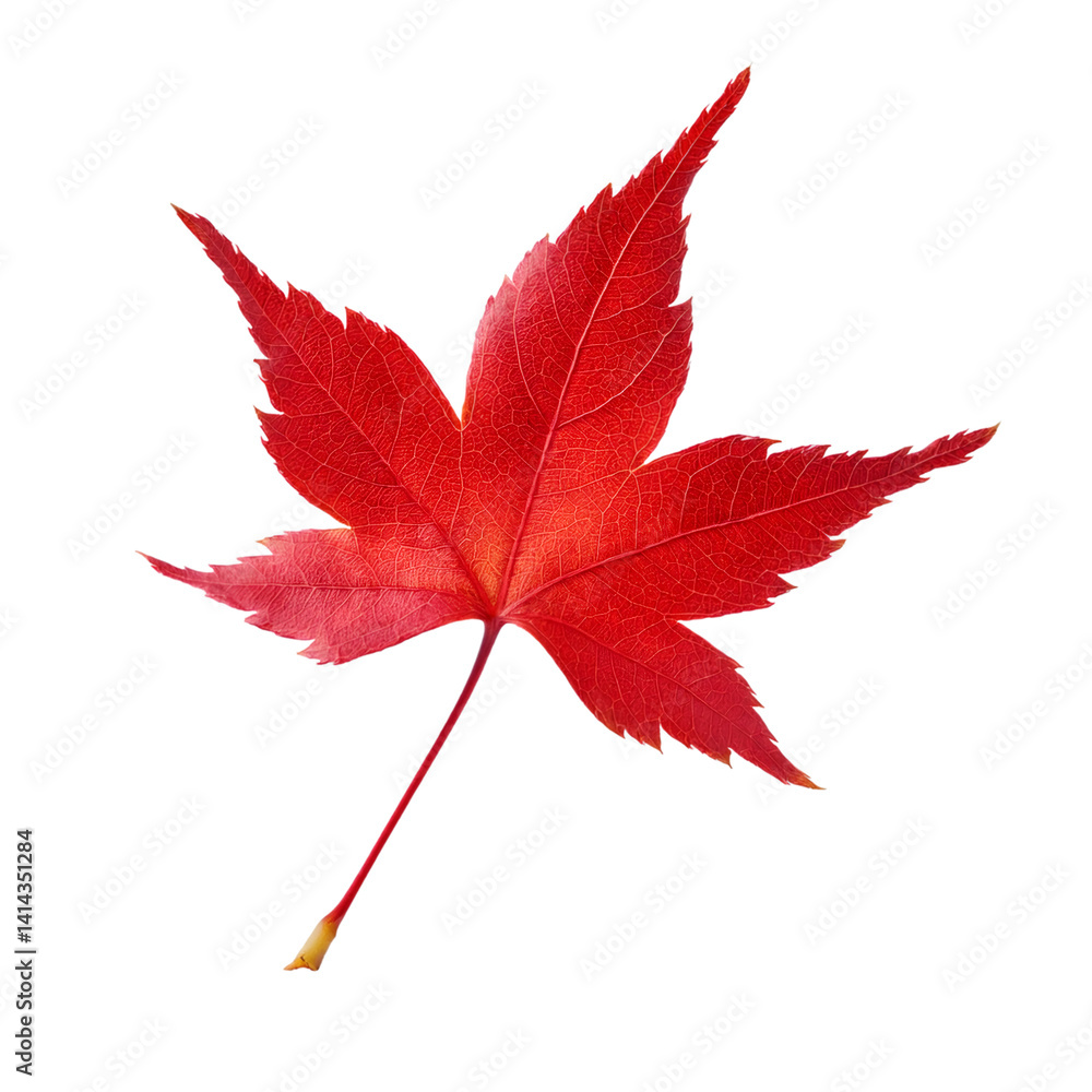 Vibrant red japanese maple leaf isolated on transparent background, perfect for autumn designs Vibrant red japanese maple leaf isolated on transparent background, perfect for autumn designs