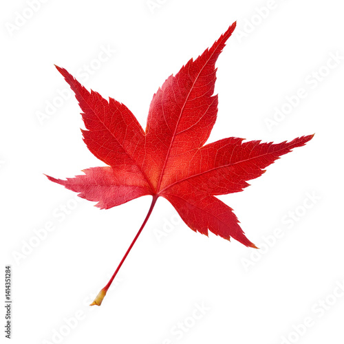 Vibrant red japanese maple leaf isolated on transparent background, perfect for autumn designs