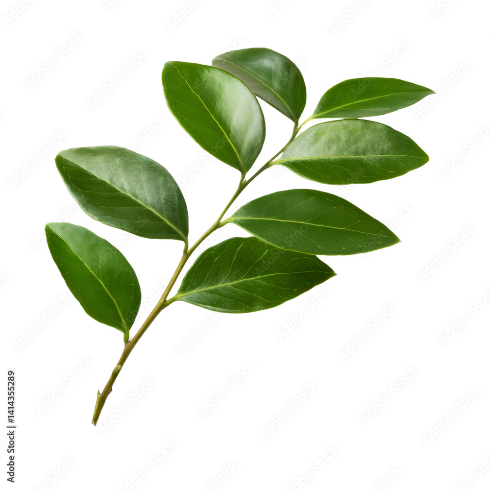 Christmas box or sweet box - Sarcococca - branch with dark green leaves isolated on transparent background with clipping path Christmas box or sweet box - Sarcococca - branch with dark green leaves isolated on transparent background with clipping path