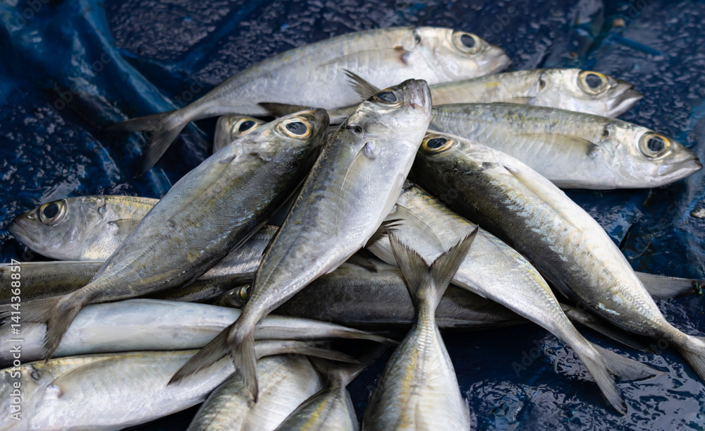 Obraz premium A pile of fish on a blue cloth