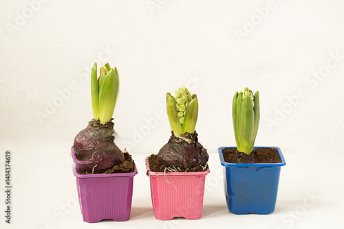 Shoots and buds of hyacinths in pots on a white background.