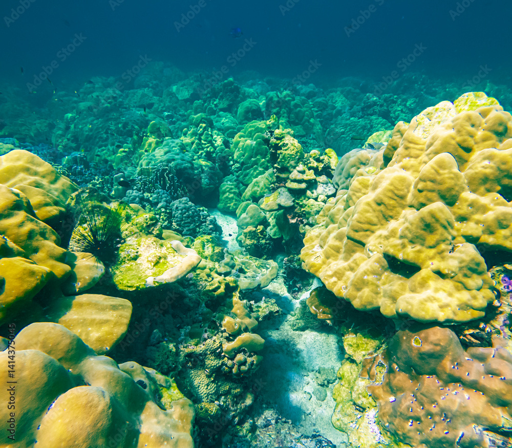 Obraz premium Beautiful colorful corals on underwater rocks, Koh Lipe, Tarutao National Park, Satun Province, Thailand.