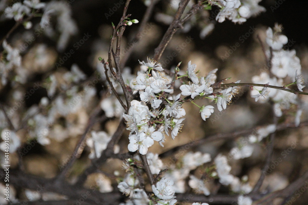 flower flower