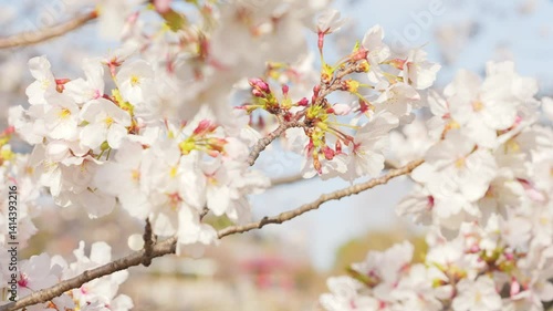 white cherry blossoms swaying gently in spring breeze