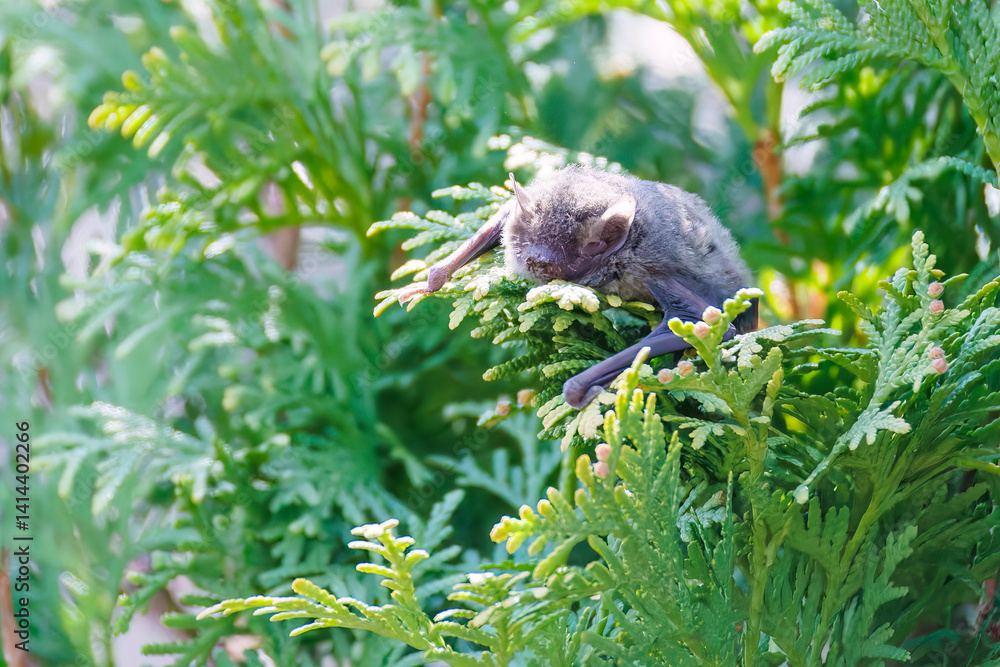 昼間なのに起き出してきた夜行性のアブラコウモリ(ヒナコウモリ科)。
英名学名:Japanese pipistrelle, Pipistrellus abramus (family Chironomidae)
虫を捕らえて食べている。
東京都大田区東京港野鳥公園-2025年
昼間なのに起き出してきた夜行性のアブラコウモリ(ヒナコウモリ科)。
英名学名:Japanese pipistrelle, Pipistrellus abramus (family Chironomidae)
虫を捕らえて食べている。
東京都大田区東京港野鳥公園-2025年